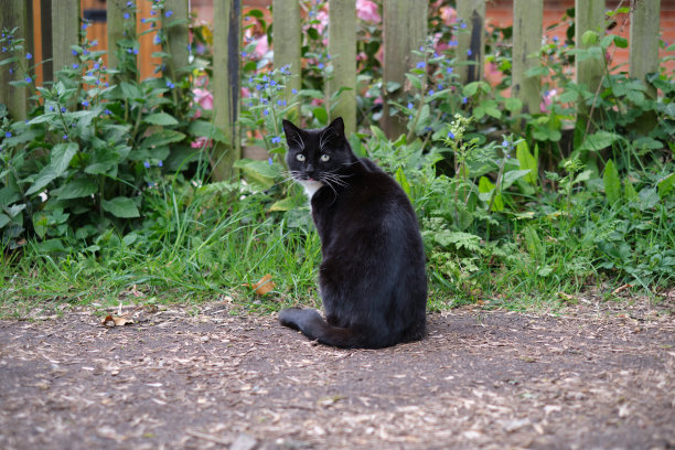 一只黑猫在后院看相机。背景上有木栅栏。图片下载