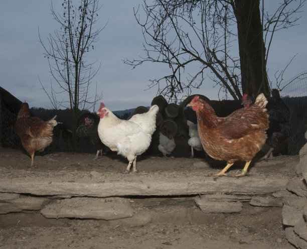 笼养或放养鸡图片下载