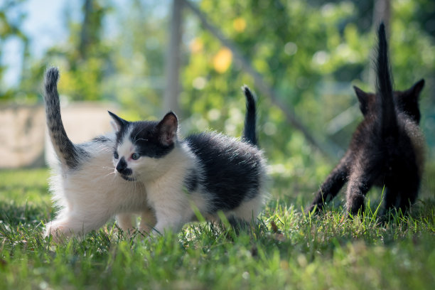 动物猫朋友一起在户外的公园里玩耍图片下载