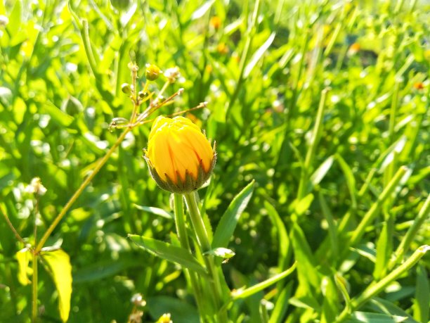 金盏花，金盏花，金盏花，金盏花或苏格兰金盏花。花的桌面背景图片下载