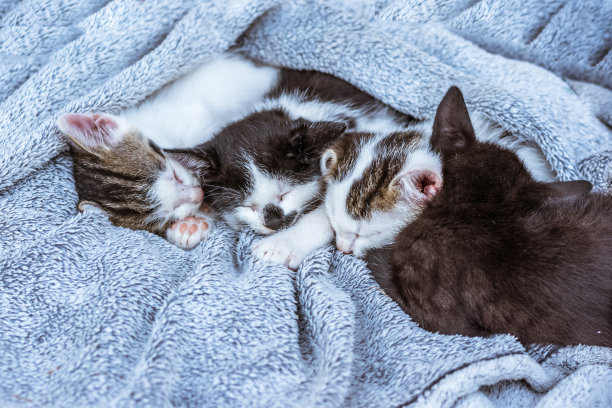 可爱的小猫宝宝并排安静地睡在沙发上图片下载