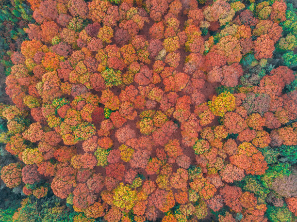 秋天的树树冠图片下载