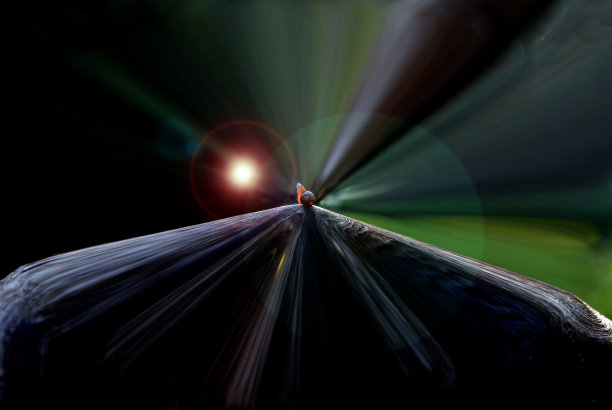 用蜗牛在干树干上绘制的地球概念图。图片下载