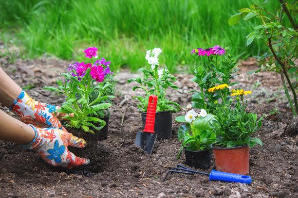 女孩在花坛里种花。有选择性的重点图片下载
