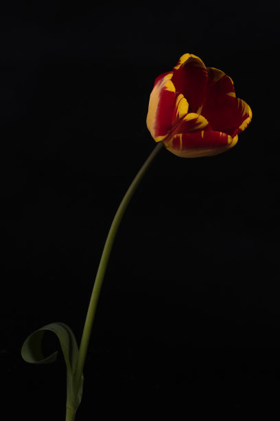 红色和黄色的郁金香图片下载