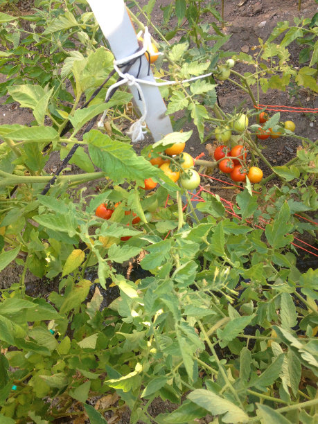 花园里的番茄图片下载