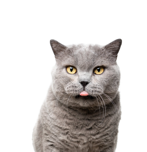 大英国短毛猫调皮地伸出舌头画像图片下载