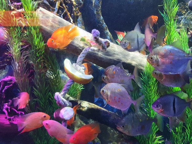 奥尔顿塔水族馆图片下载