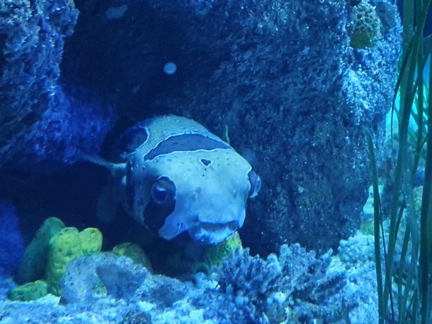 奥尔顿塔水族馆图片下载