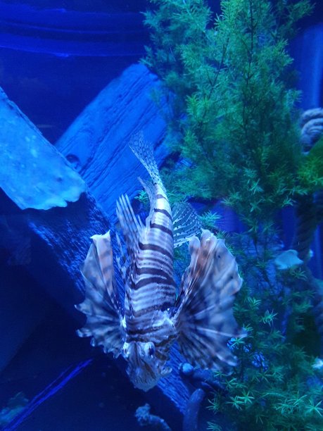 奥尔顿塔水族馆图片下载