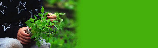 儿童植物，保护植物在床上，在花园里。有选择性的重点。图片下载