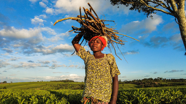 一名年轻的非洲妇女，头上顶着一捆柴火，站在茶园旁边图片下载