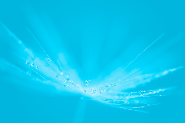 过度吹白蒲公英，蒲公英种子，在蓝色的背景与水珠。大植物，大自然春光照图片下载