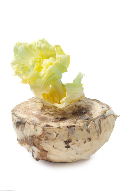 一个腐烂的卷心菜头，白色上单独开着花图片下载