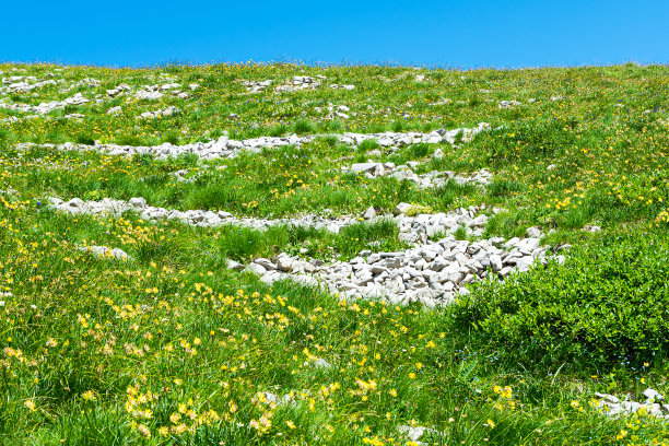 高山植物、背景图片下载