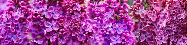 无缝充满活力的图案，春天紫丁香花盛开在阳光明媚的莫斯科图片下载