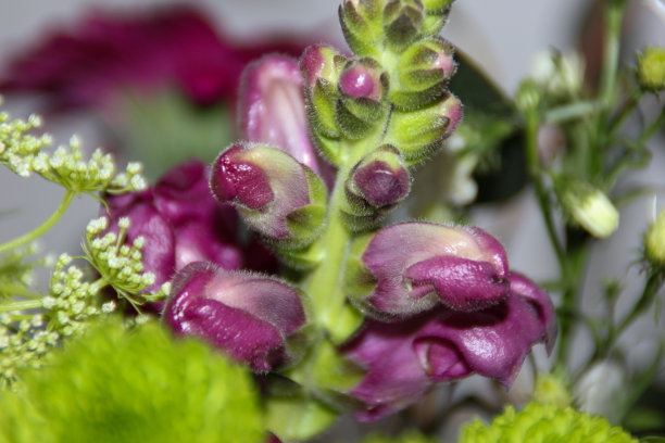 花的特写图片下载