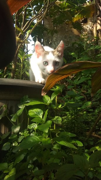 亚洲家猫(小猫图片下载