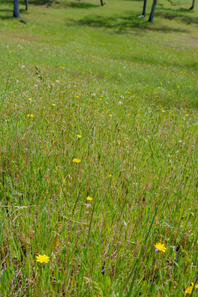 黄色的野花盛开在绿色的草地上图片下载
