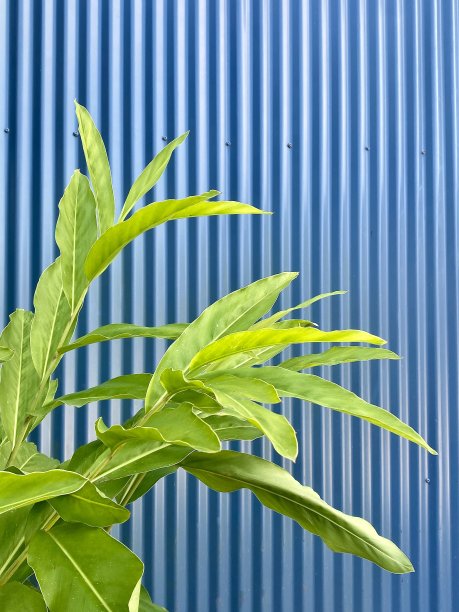 树叶抵着波纹铁皮墙图片下载