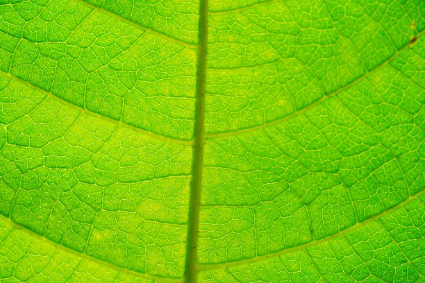 美丽的绿叶在大自然的概念图片下载