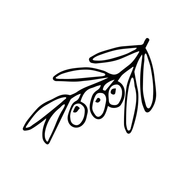 简单的手绘矢量画在黑色轮廓。橄榄枝，树叶。用于设计菜单、产品、厨具、菜肴、食谱。用于标签和包装，护理化妆品。图片下载