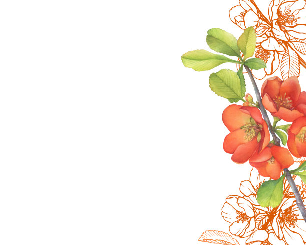 带有文本位置的边框。红花木瓜(被称为开花木瓜或日本木瓜)。水彩手绘插图孤立的白色背景。图片下载