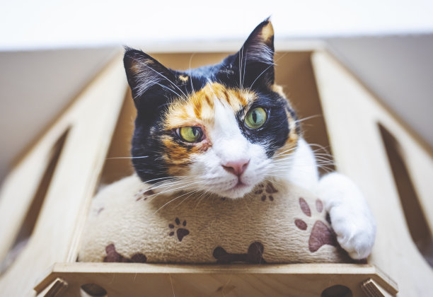 猫一家咖啡店图片下载