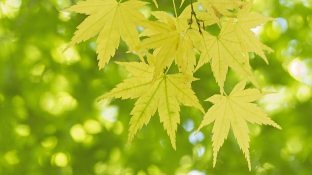 枫树的叶子图片下载