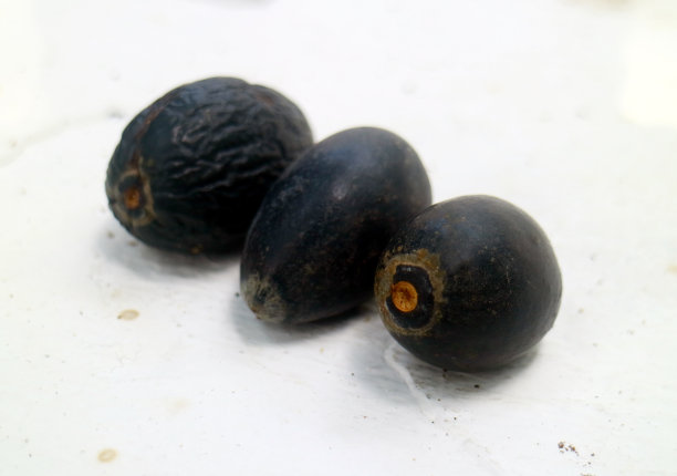 Canarium螺母图片下载