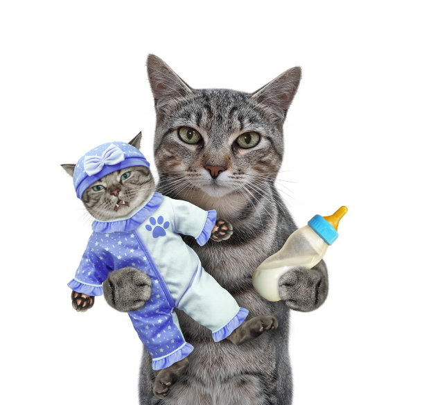 灰猫用紧身衣抱着它的小猫图片下载