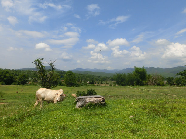 白色的牛在绿色的田野上吃草图片下载