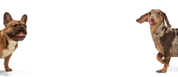 两只可爱美丽的纯种狗孤立在白色的工作室背景。拼贴画图片下载