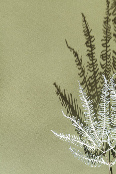 蓝色的蕨类植物在绿色的背景和深阴影。最小的夏季异国情调概念。植物自然的设计。装饰在室内。本空间图片下载