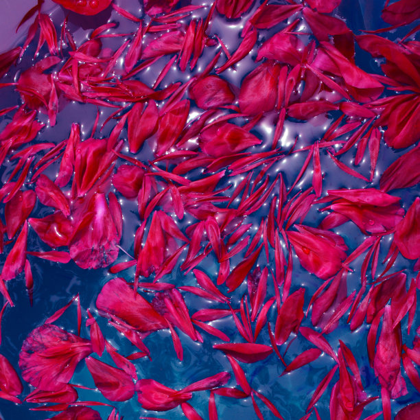 牡丹花瓣漂浮在靛蓝色的水上图片下载