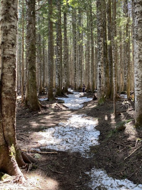 地上的雪，地上的土，高大的树，垂着冬天图片下载