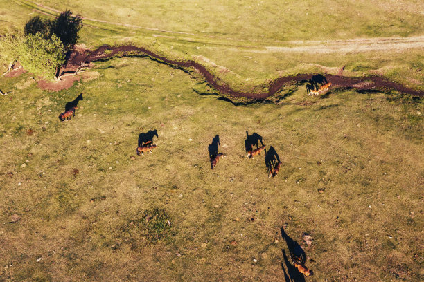 马在夏季山谷无人机视图。河，路，晴天图片下载