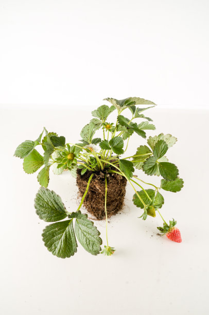 草莓植物有根和土壤图片下载