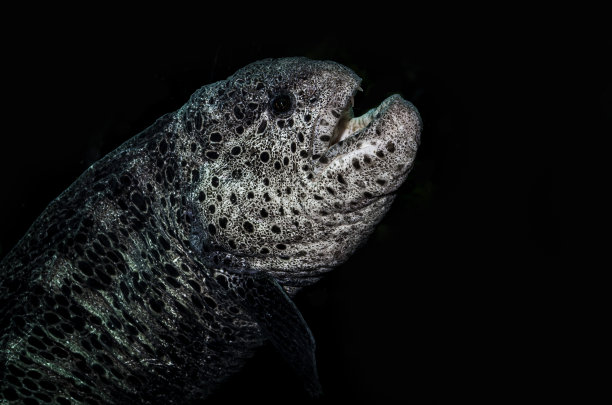 狼鳗是无鱼科和无鱼属狼鱼的一种。狼鳗在鳗属中是单型的。加州蒙特利图片下载