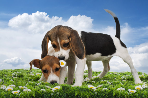 比格尔和杰克罗素在花园里玩耍图片下载