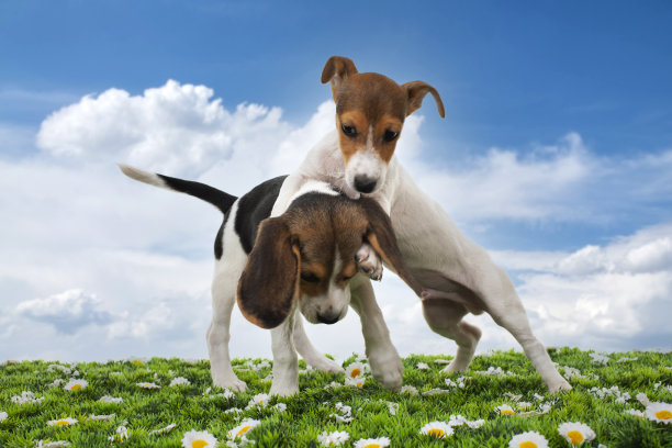 比格尔和杰克罗素在花园里玩耍图片下载