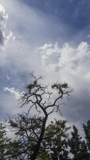 在春天，树图片下载