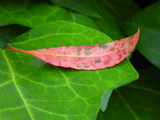 树叶。图片下载