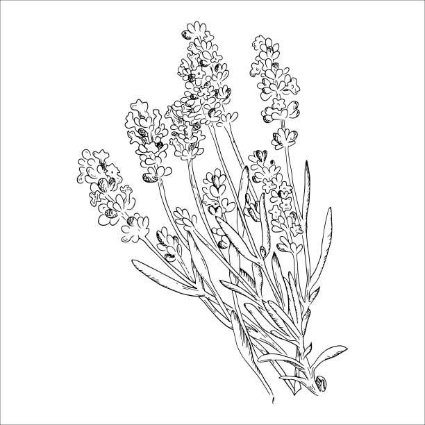 薰衣草图纸集。孤立的野花和叶子。草本雕刻风格插图。有机化妆品、医药、芳香疗法、美容商店、香水、图片下载