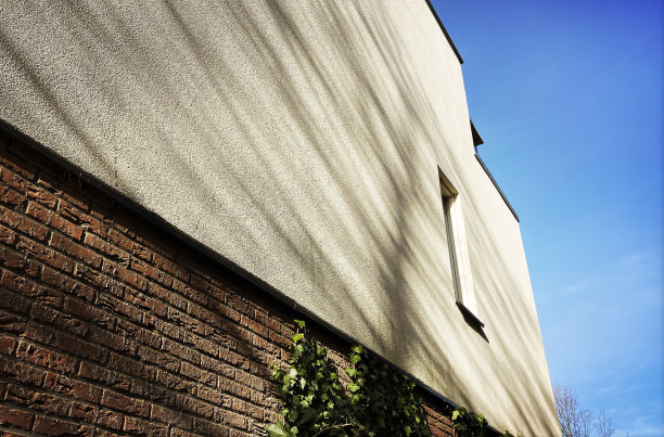 攀爬植物图片下载