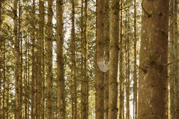 蜘蛛网图片下载