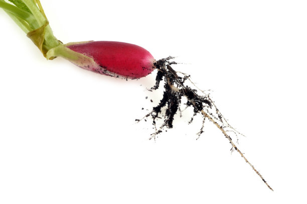 雷迪斯是图片下载