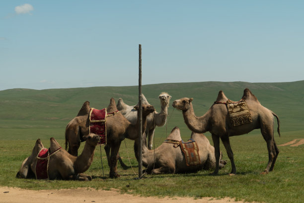 骆驼是蒙古山区的国家军火图片下载