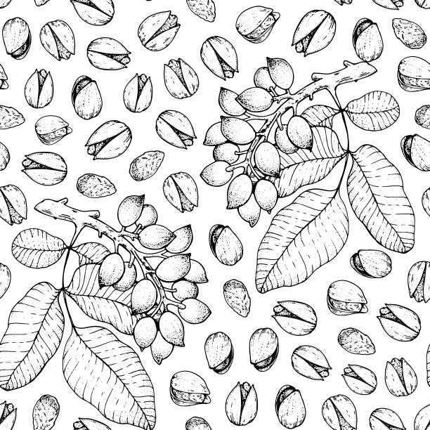 开心果无缝模式。开心果手绘草图。坚果矢量插图。有机健康食品。非常适合包装设计。雕刻风格。黑白两色。图片下载