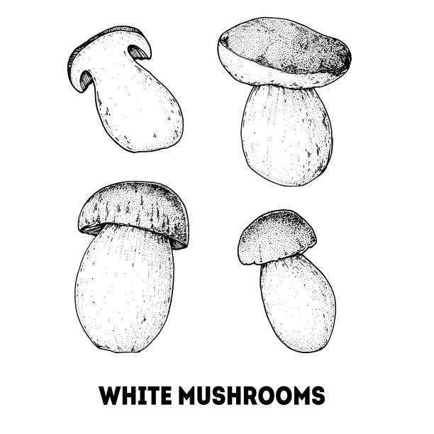 白蘑菇手绘草图。牛肝菌矢量图。有机健康食品。非常适合包装设计。雕刻风格。黑白两色。图片下载